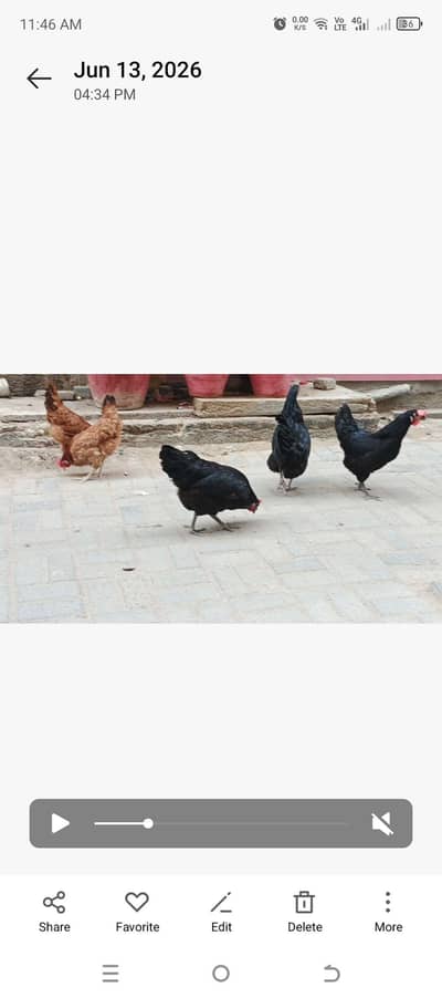 Golden buff | Lohman | Misri | Hens | Egg Laying
