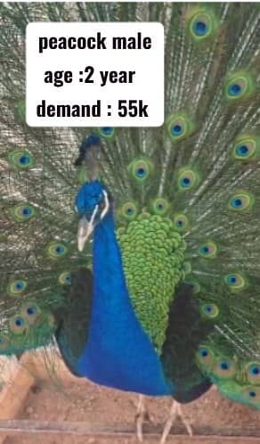 Peacocks | Female peacock | peacock chicks | Blue shoulder male