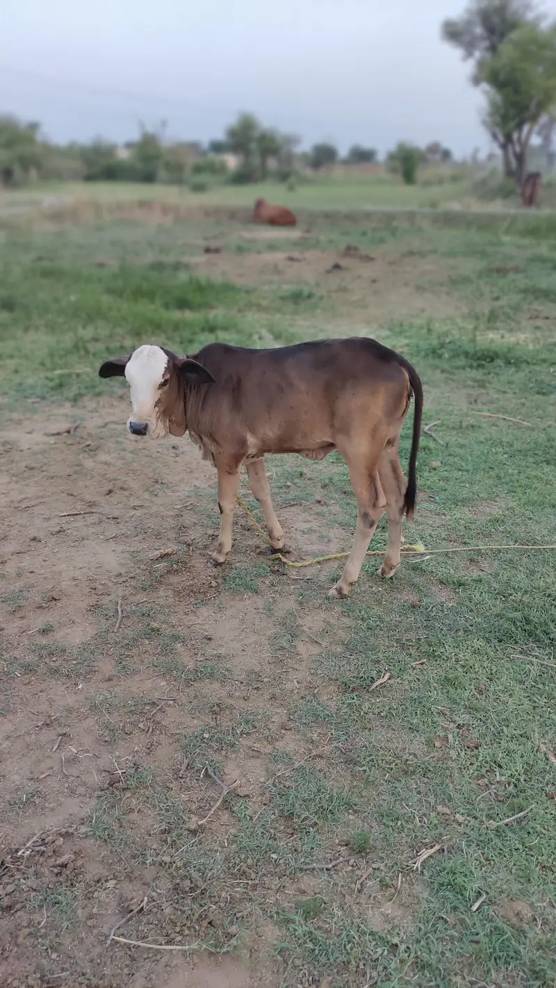 livestock for sale — photo 3