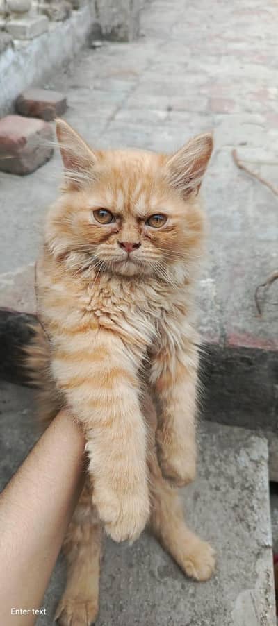 Healthy 4 Months Persian Cat with Full Accessories