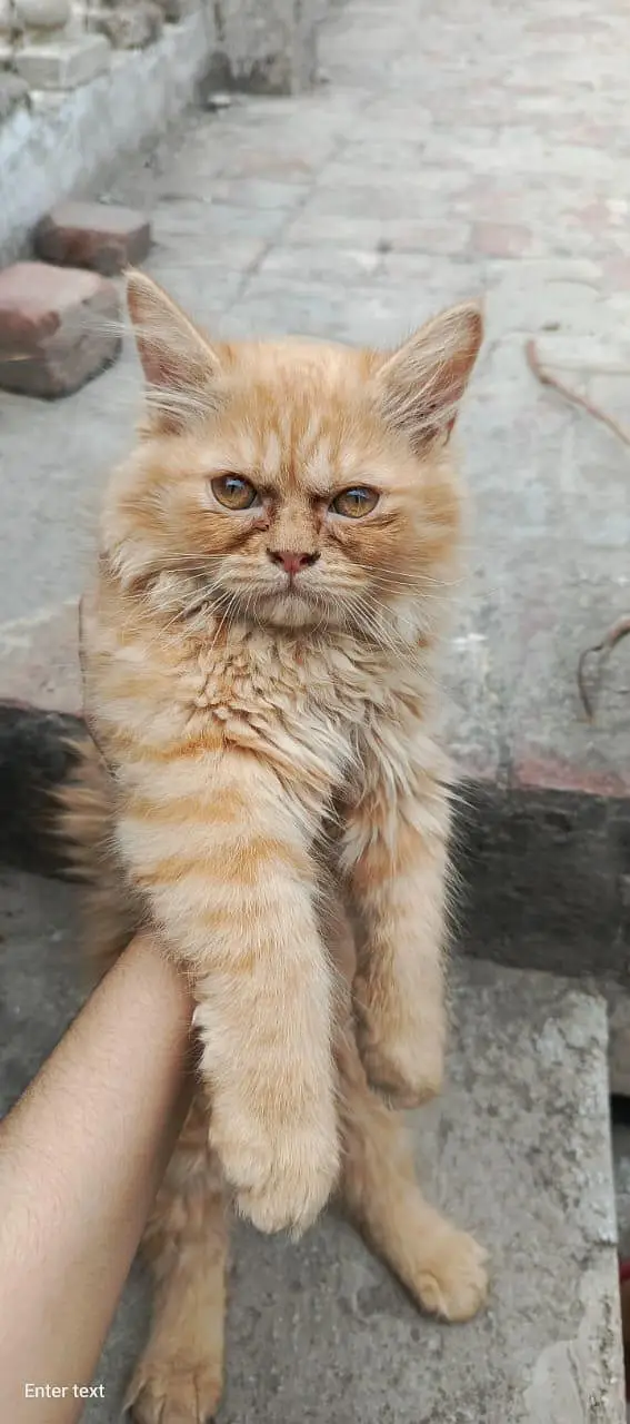 Healthy 4 Months Persian Cat with Full Accessories