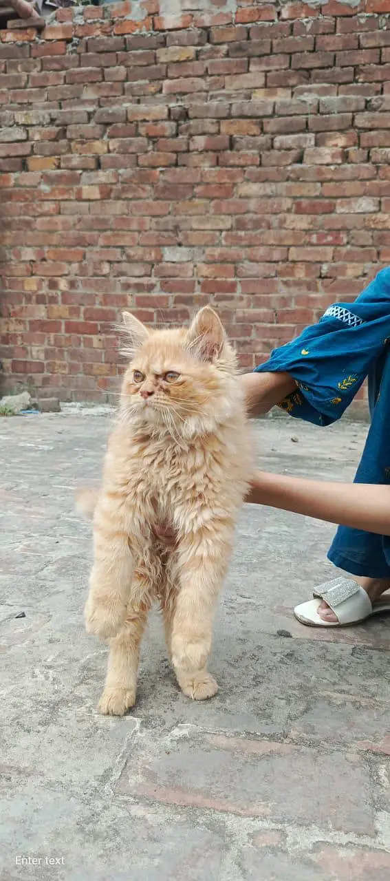 Healthy 4 Months Persian Cat with Full Accessories — photo 2
