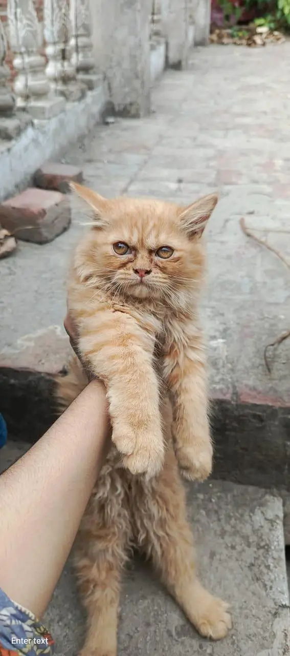 Healthy 4 Months Persian Cat with Full Accessories — photo 3