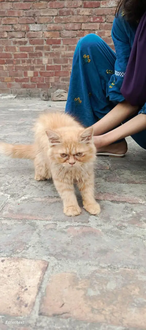Healthy 4 Months Persian Cat with Full Accessories — photo 4