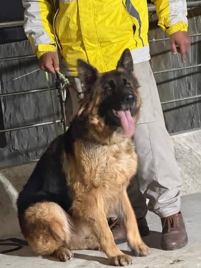 German Shepherd pink pedigree female.