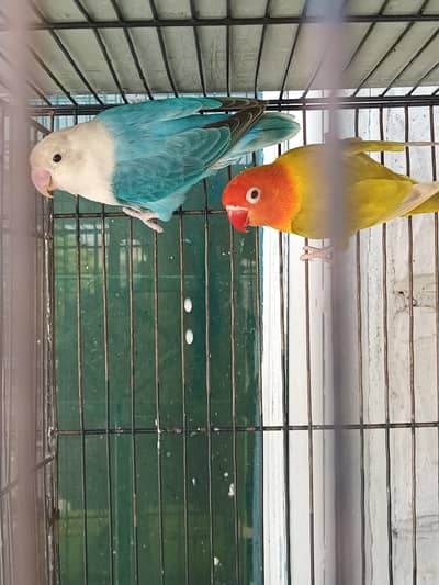 Top Quality Opaline PF Breeder Pairs
