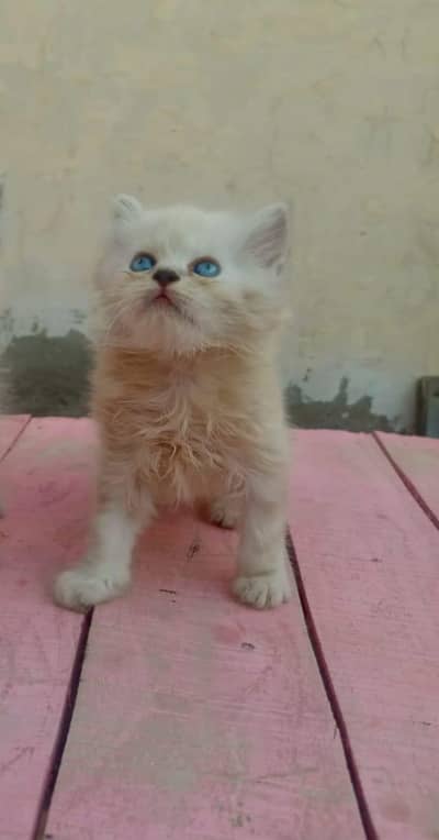 Pair of Persian Kittens - Blue Eyes - 2 Months Old
