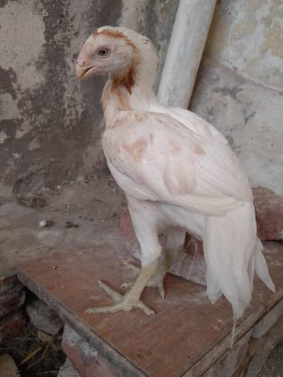 pure Indain Parrot Beak Long Tail male patha