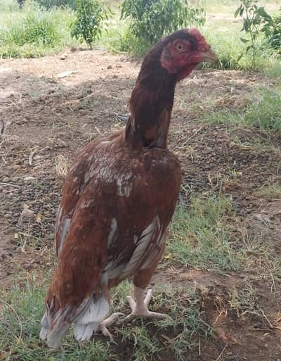 Aseel hen for sale