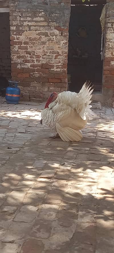 TURKEY BIRD PERU