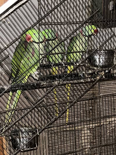 Raw Alexander Parrot