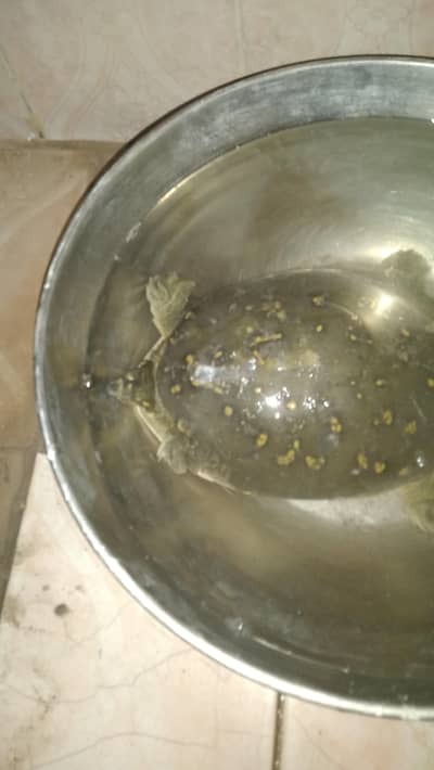 Turtle for sell