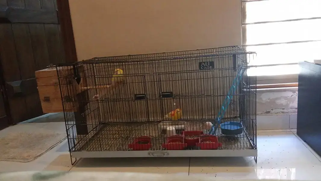 Quality Cage In Metal