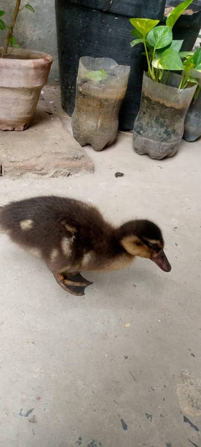 Duck baby for sale