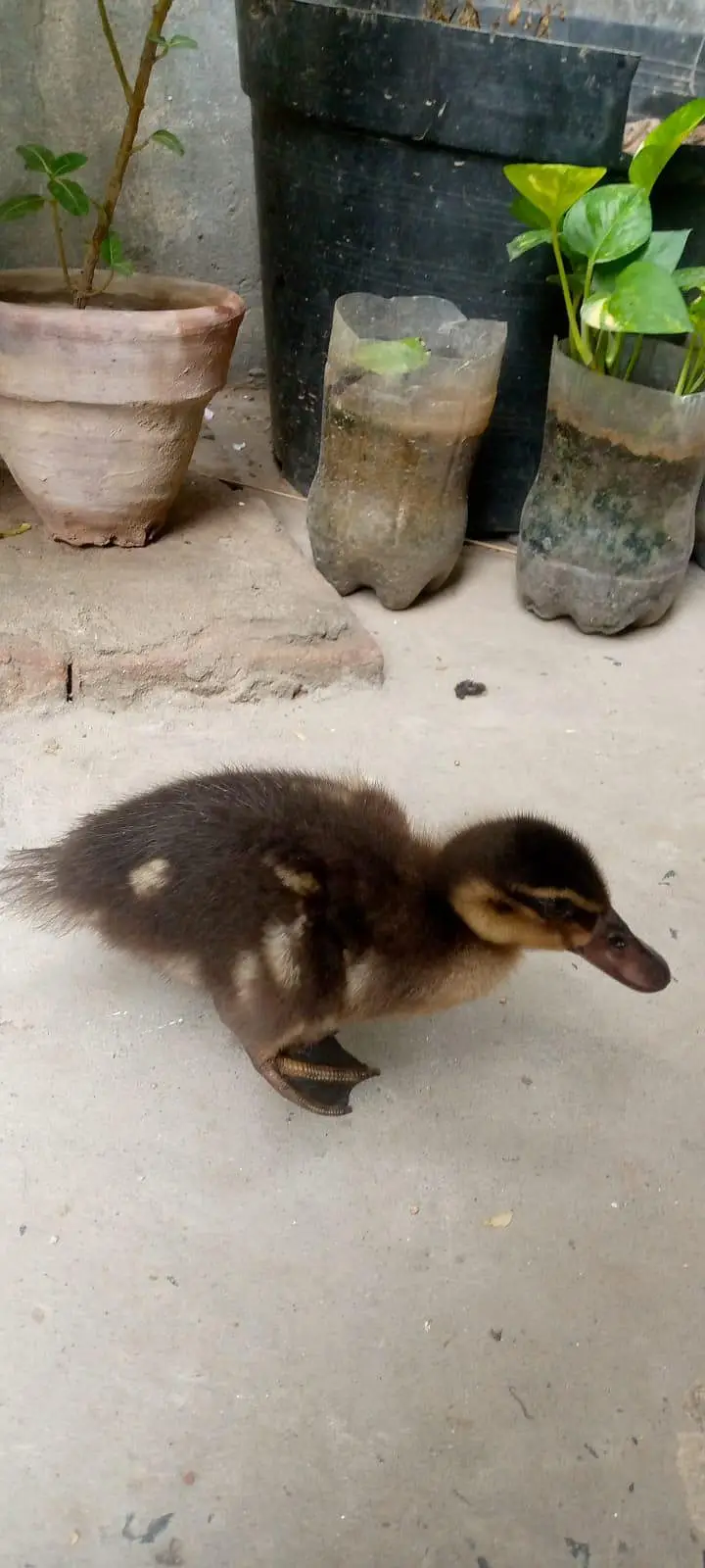Duck baby for sale — photo 2