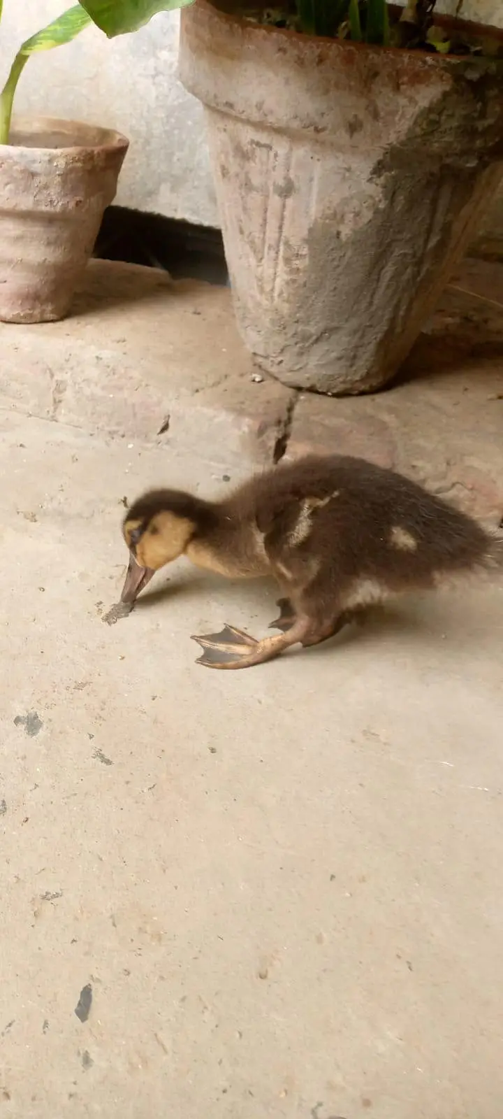 Duck baby for sale — photo 3