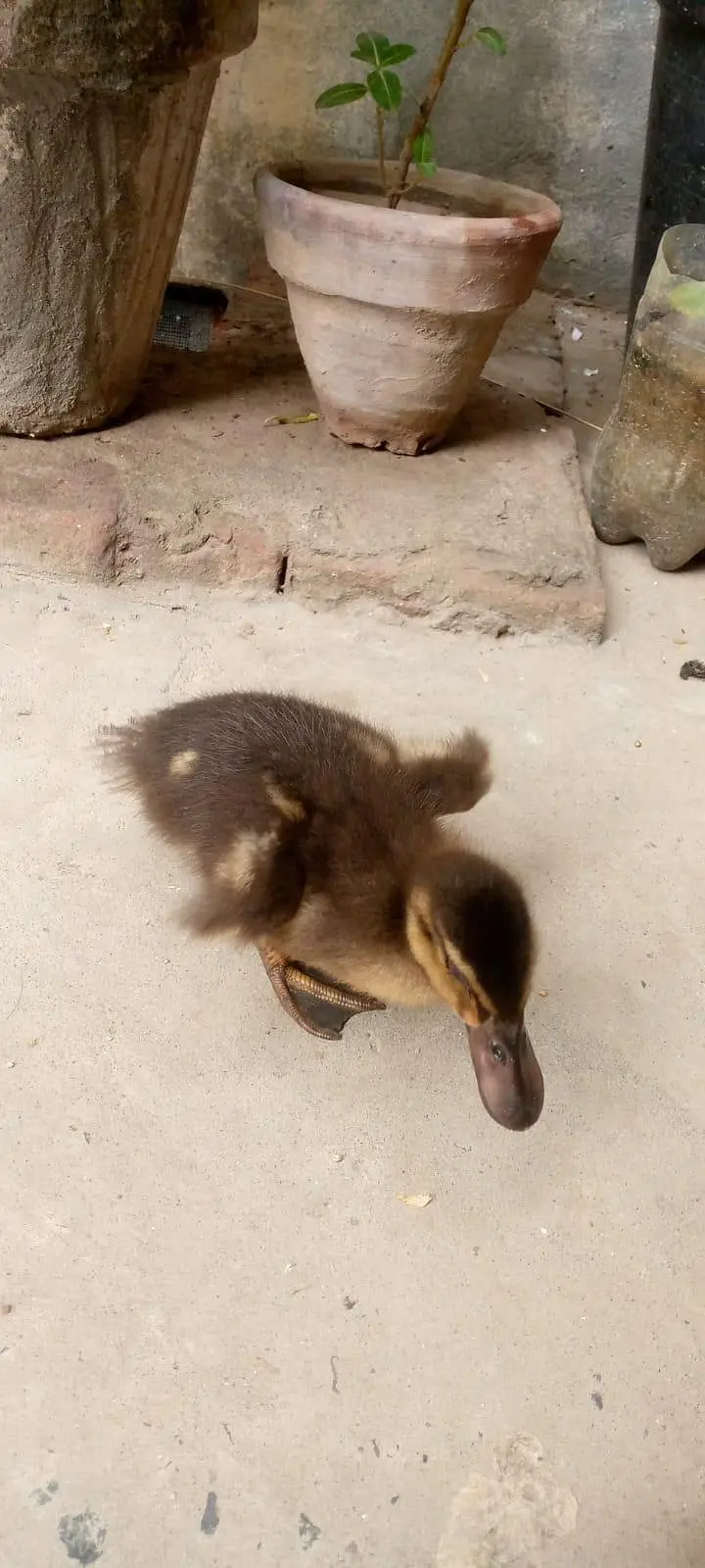 Duck baby for sale — photo 4