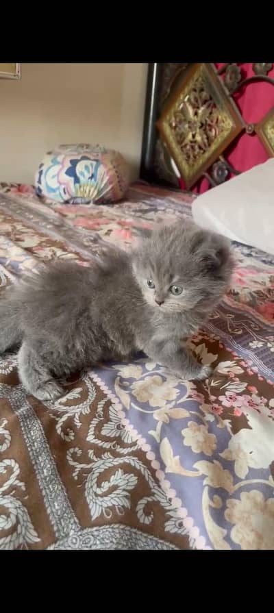 TRIPLE COAT BHALOO KITTEN . 0315/3352768