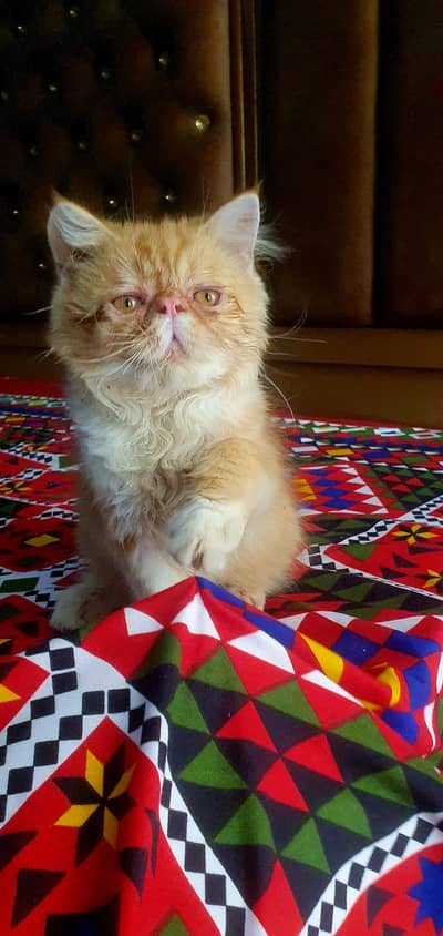 pure persian piki male kitten