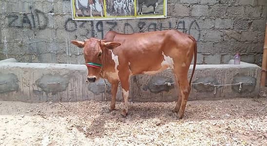 bachra for sale