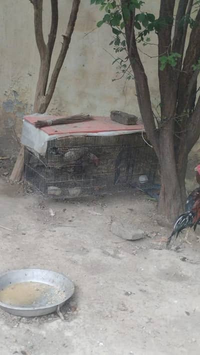aseel two females and cage for sell