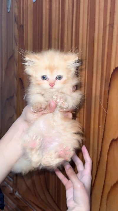 Preshion cats pair available