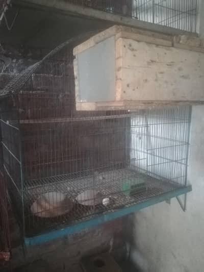 cocktail and raw parat cage