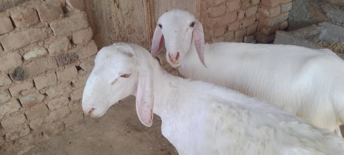دونبے  نر اورمادہ 0