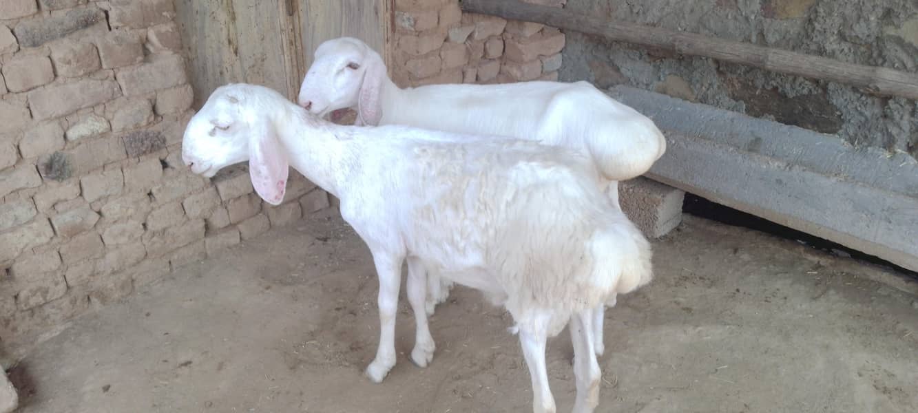 دونبے  نر اورمادہ 1