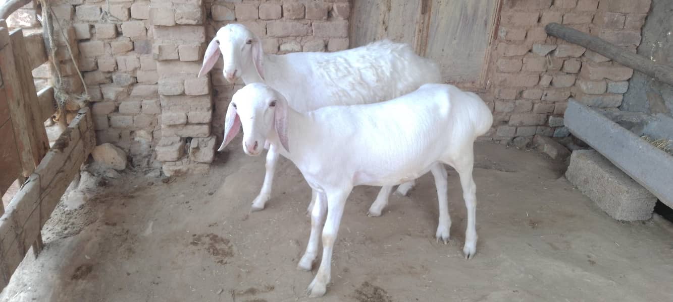 دونبے  نر اورمادہ 2