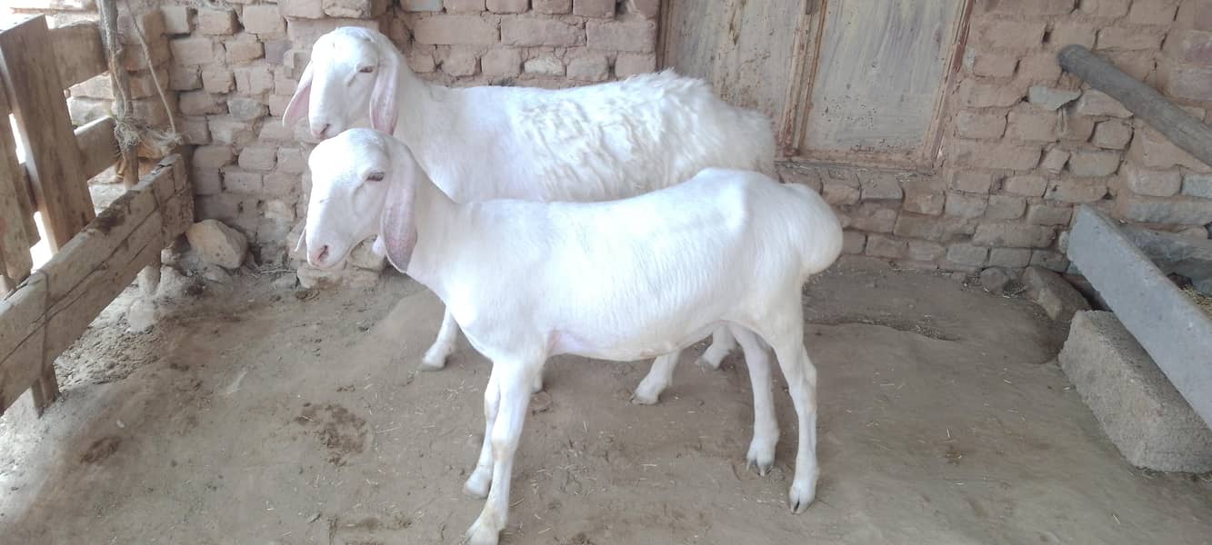 دونبے  نر اورمادہ 3