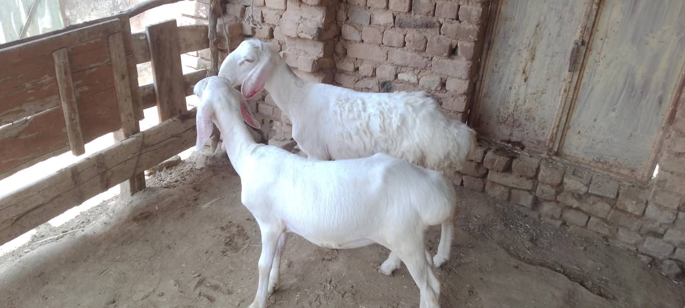 دونبے  نر اورمادہ 4