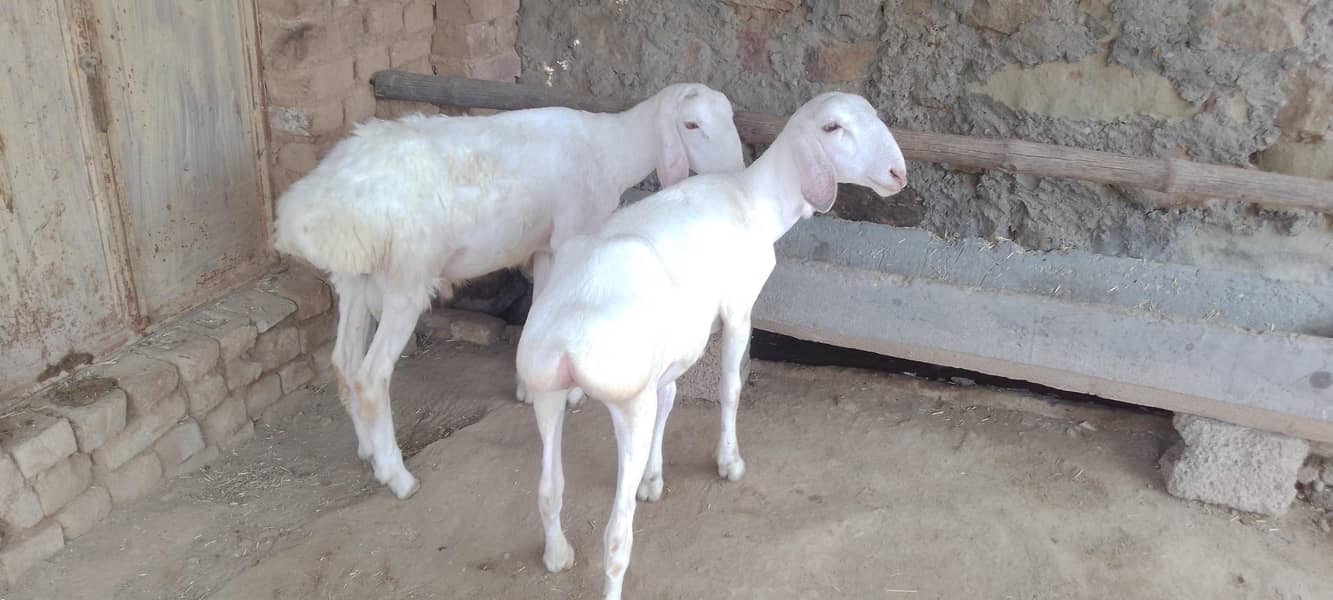 دونبے  نر اورمادہ 5