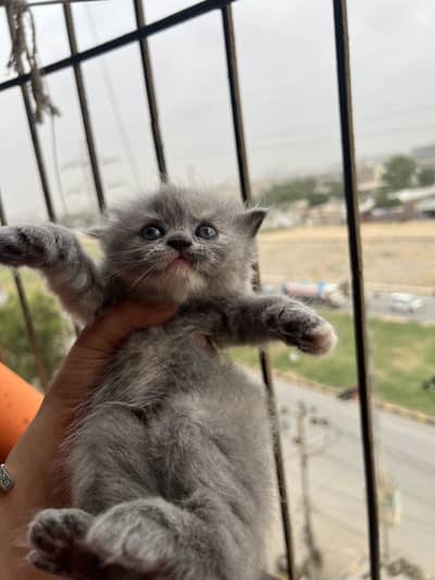 Kittens sale persian