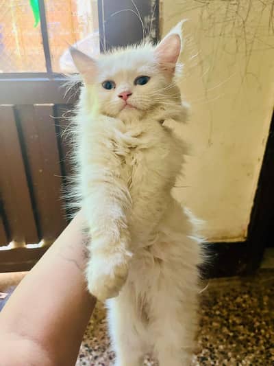 Turkish angora breed for sale each  price 12000