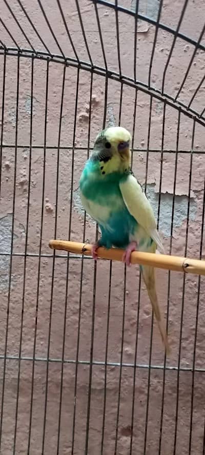 2 Budgies Breeder Pair for sale