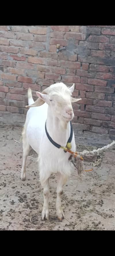 Teddy bakra jori