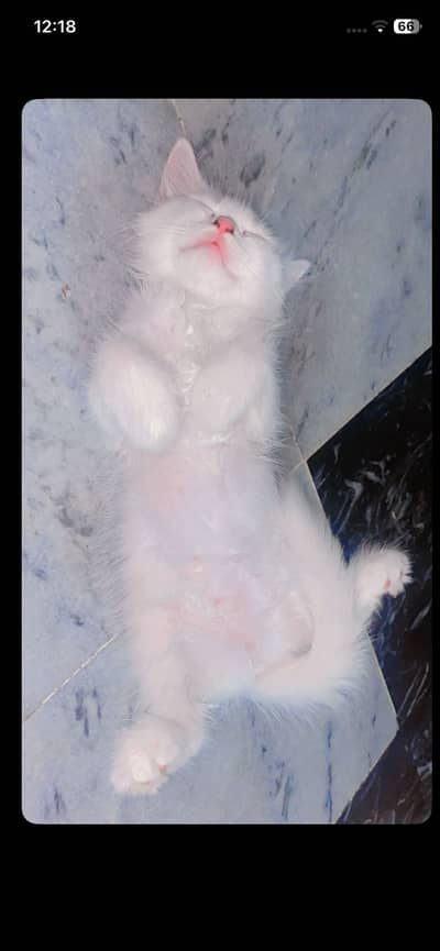 Cutekitten Perisan for sale
