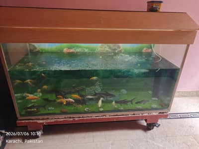 aquarium and fish