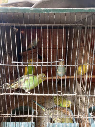 Bajri pair 12 pair with 2 cage