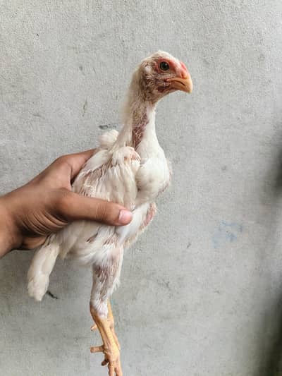 White oh shamo chicks (shamo world bloodline)