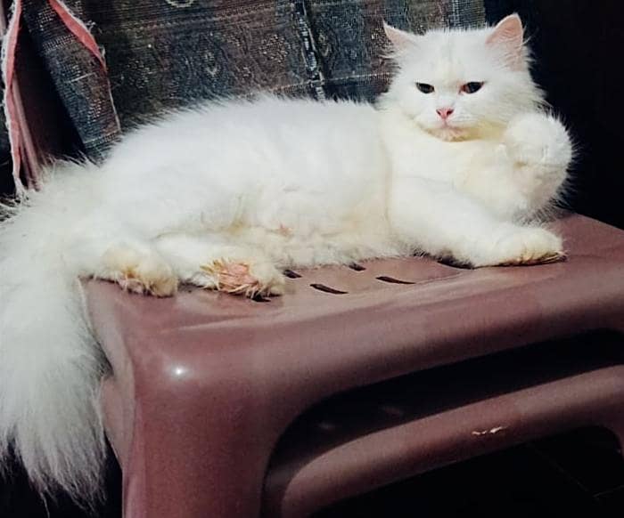 Persian Cat 0