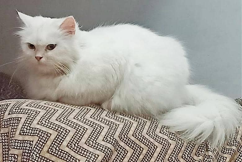 Persian Cat 1