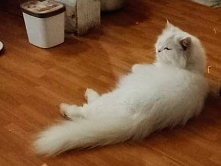 Persian Cat 2
