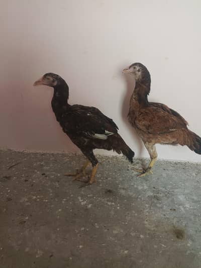 parrot beak mianwali cross pure aseel