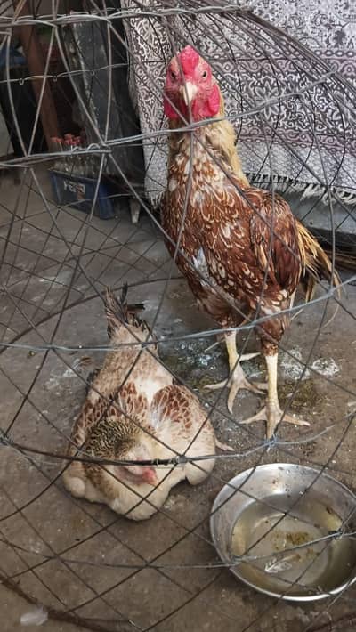 Aseel pair for sale