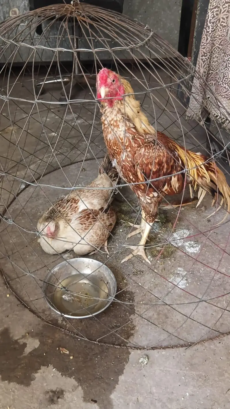 Aseel pair for sale — photo 3