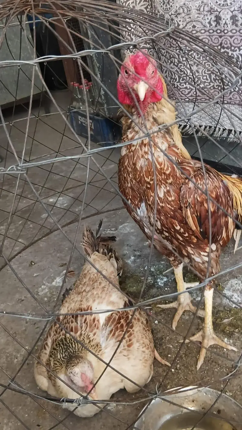 Aseel pair for sale — photo 4