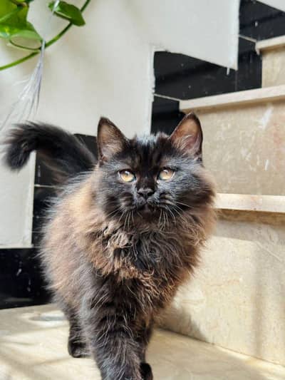 cat  for sale