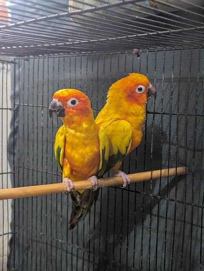 suncunore breeder male